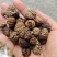 大草蔻草豆蔻中草蔻小草蔻草扣调味料
