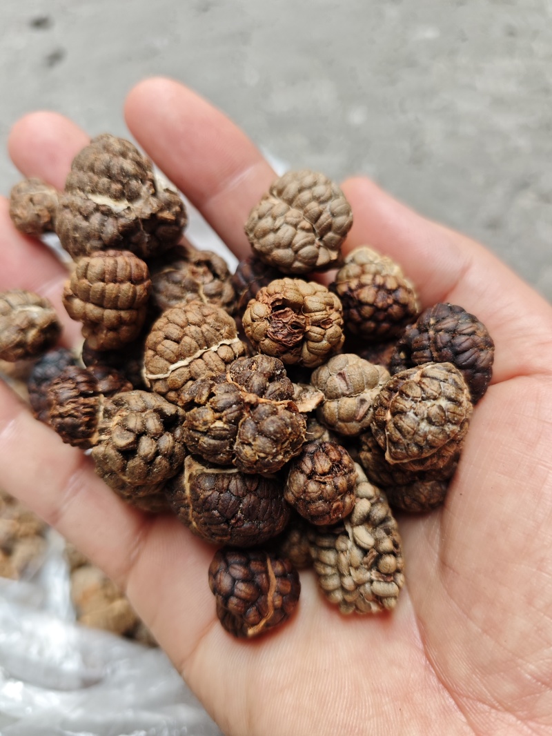 大草蔻草豆蔻中草蔻小草蔻草扣调味料