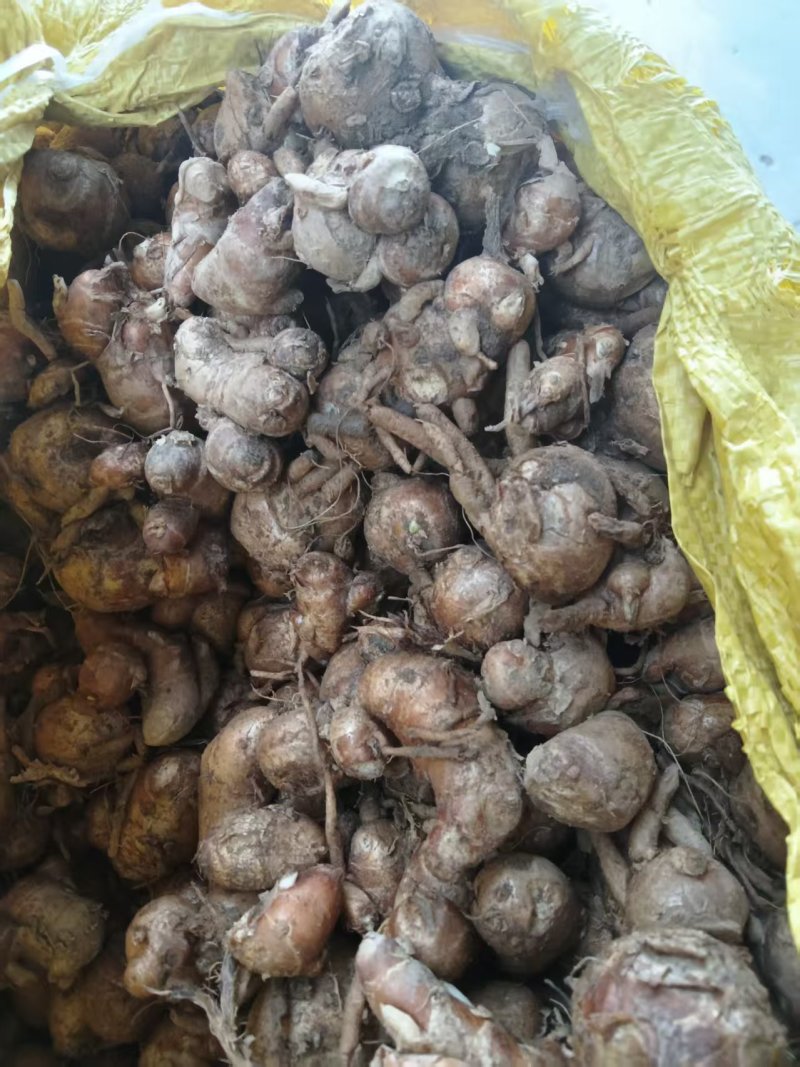 沙姜山奈鲜沙姜新货上市欢迎订购大量