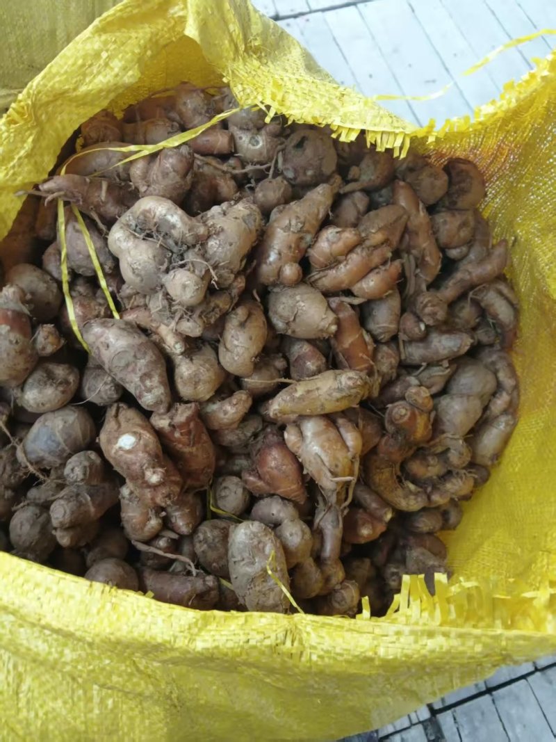 沙姜山奈鲜沙姜新货上市欢迎订购大量