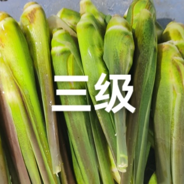 白沙茭白35斤