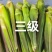 白沙茭白35斤