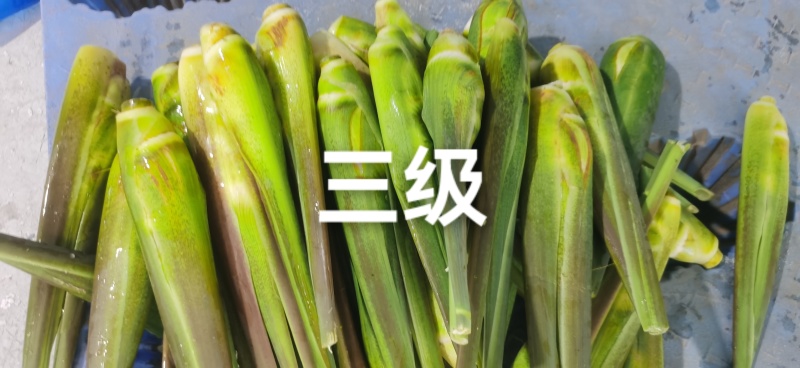 白沙茭白35斤