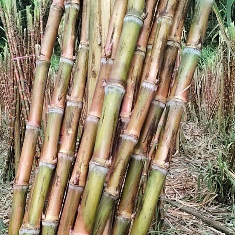 云南红脆皮老品种苷蔗