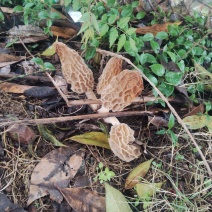 野生羊肚菌
