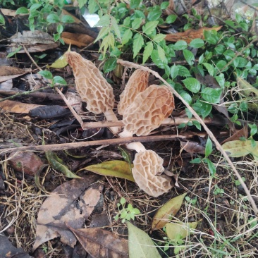野生羊肚菌