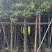 香樟8-15分出售自家基地直销