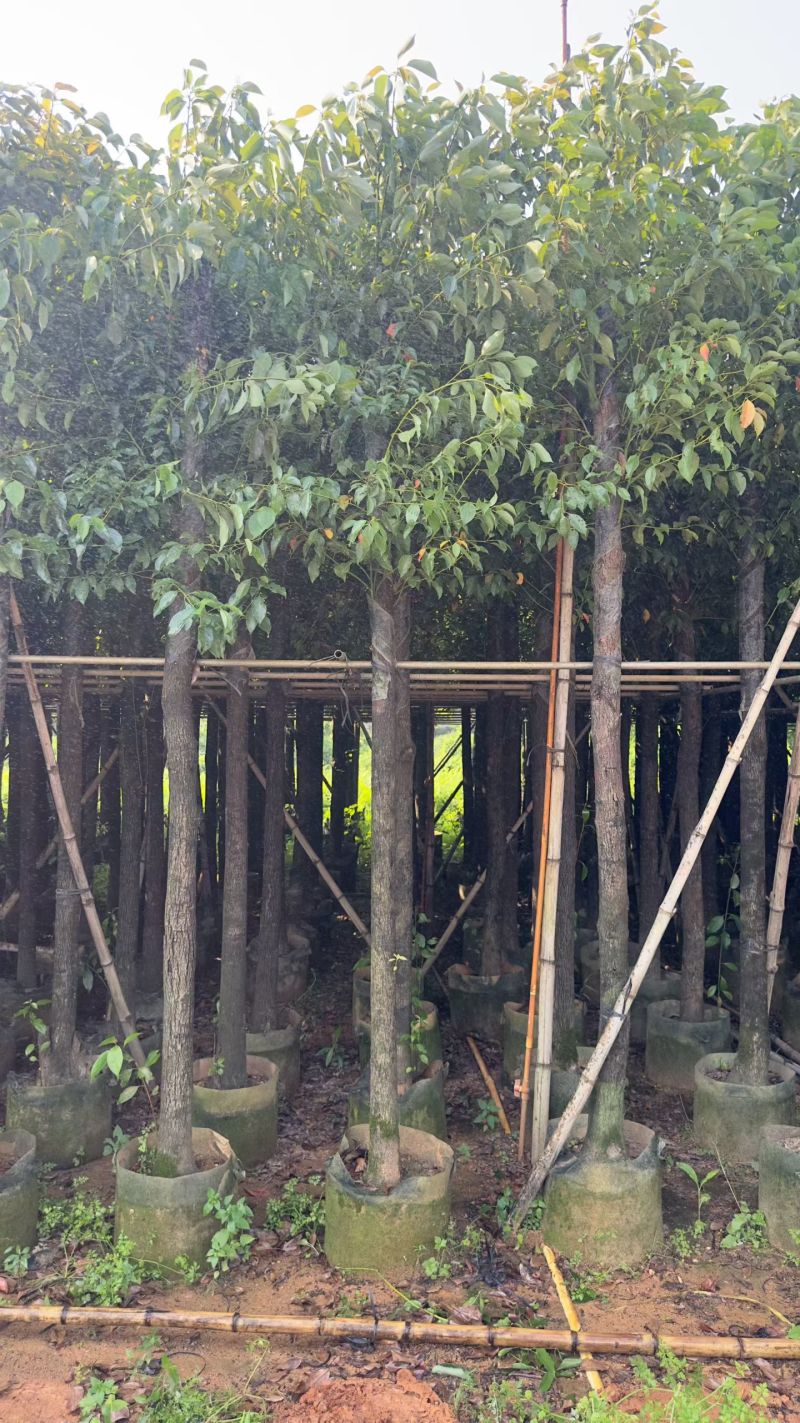 香樟8-15分出售自家基地直销