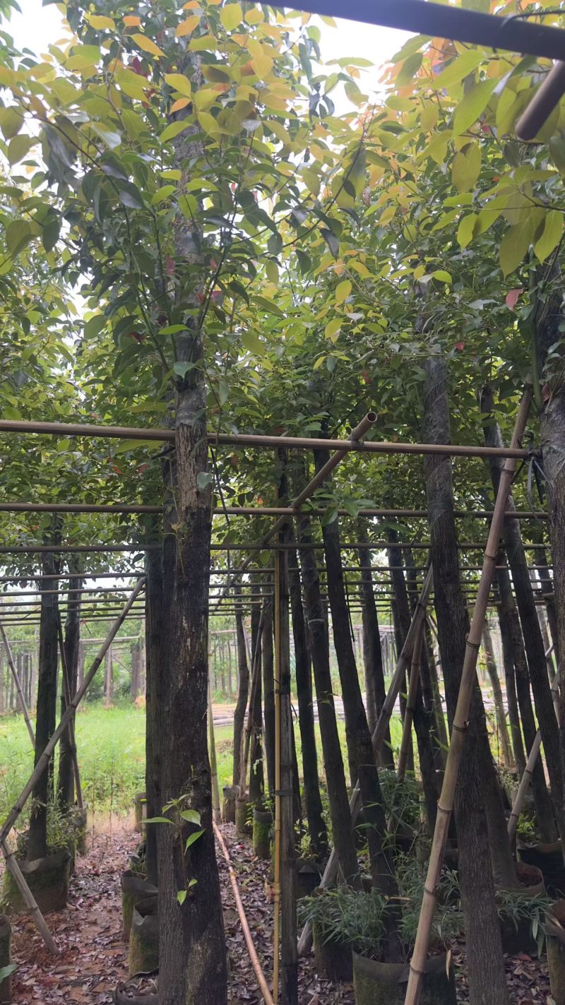 香樟8-15分出售自家基地直销