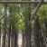 香樟8-15分出售自家基地直销