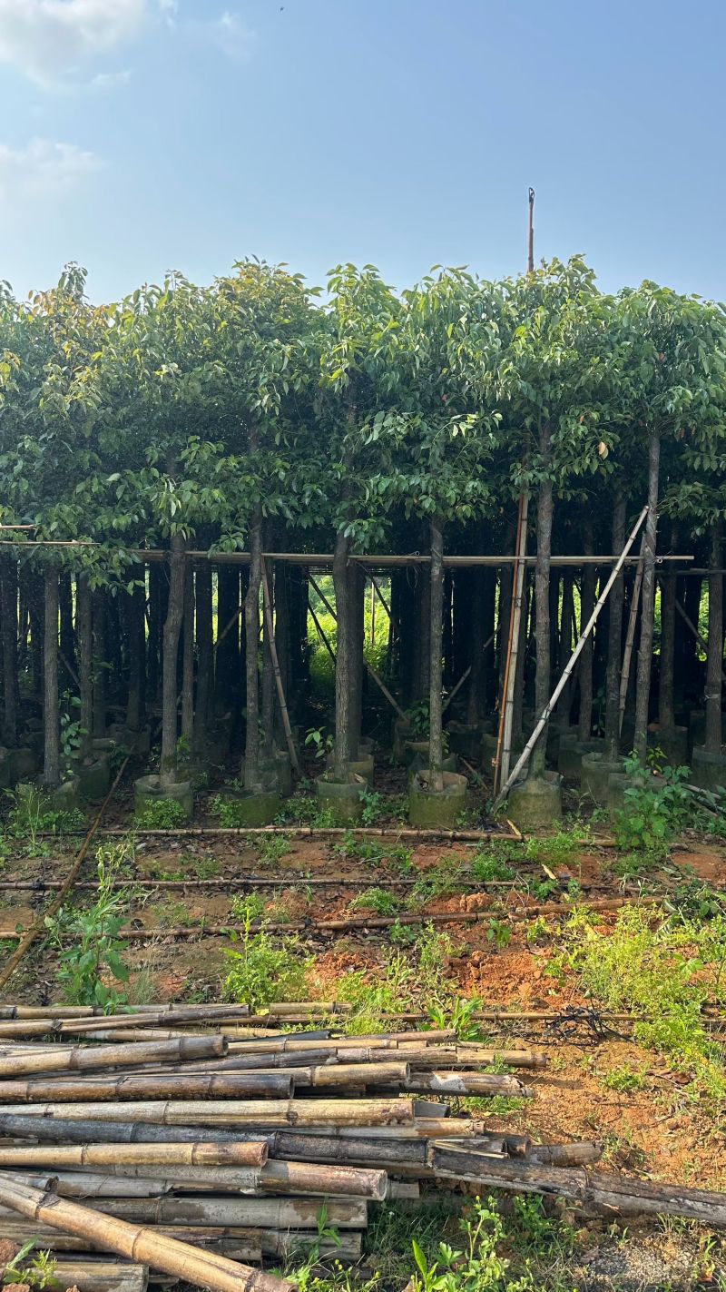 香樟8-15分出售自家基地直销