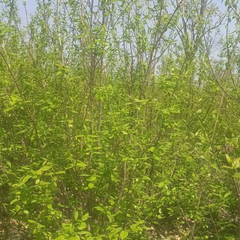 丛生腊梅