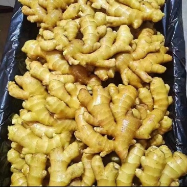 新出！大黄姜大量有货产地直发价格优美