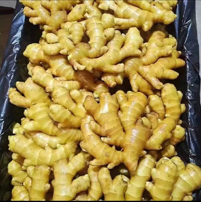新出！大黄姜大量有货产地直发价格优美