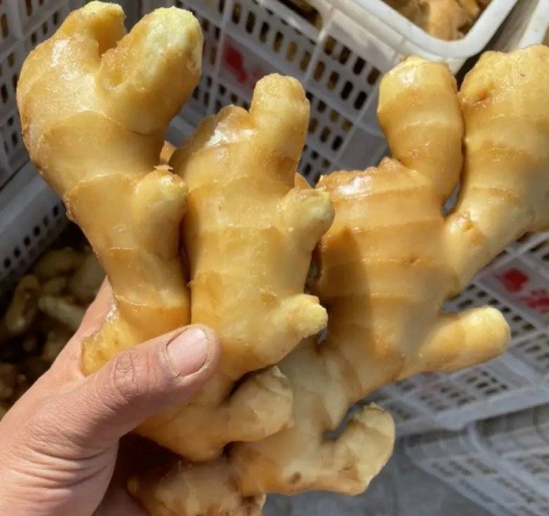 新出！大黄姜大量有货产地直发价格优美