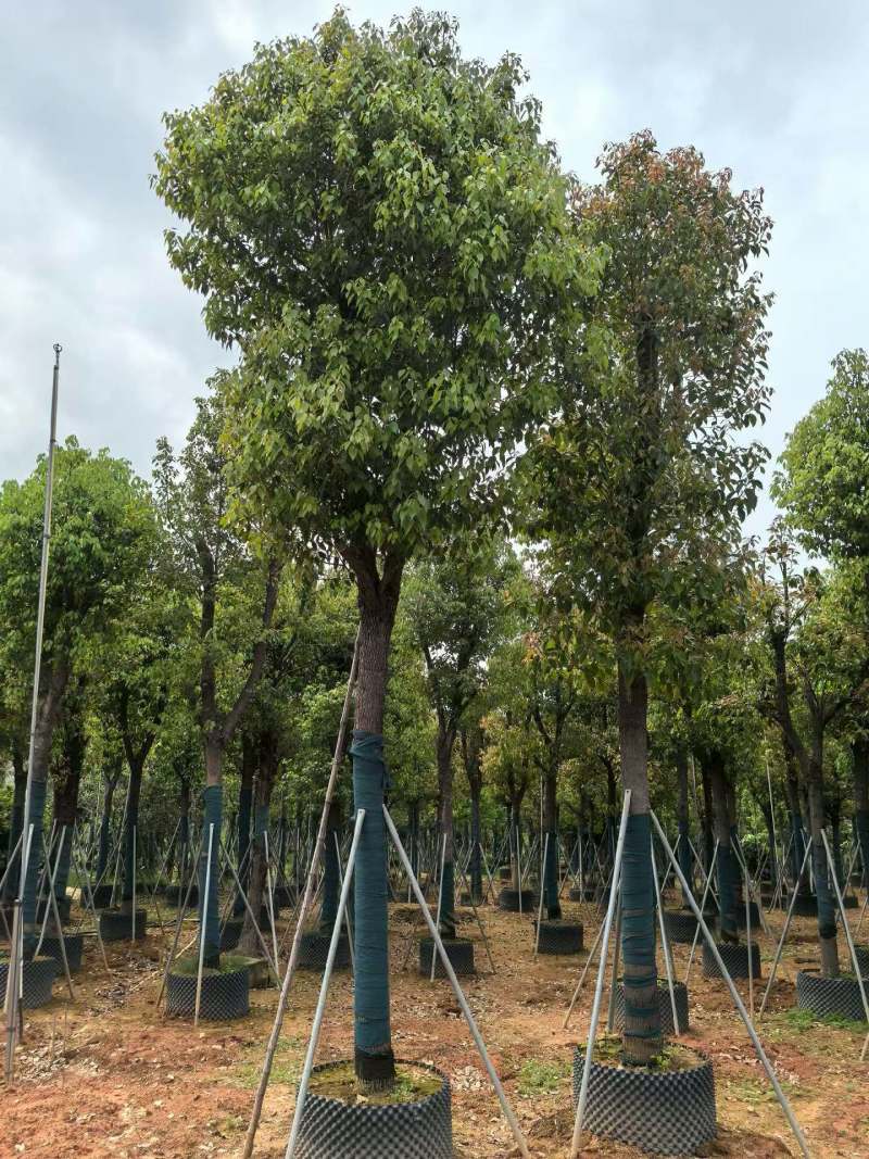 香樟骨架货15-35公分出售自家百亩香樟基地