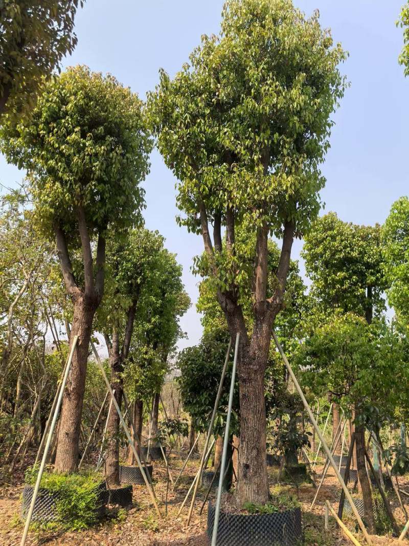 香樟骨架货15-35公分出售自家百亩香樟基地