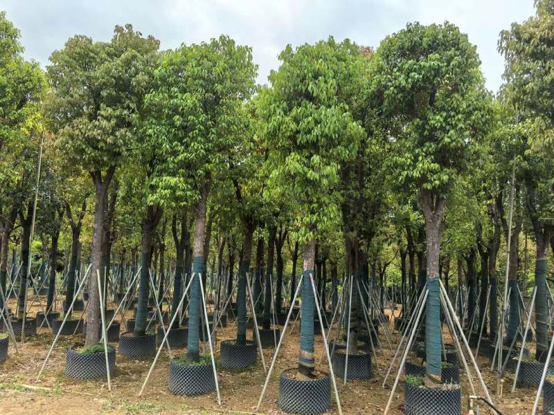 香樟骨架货15-35公分出售自家百亩香樟基地