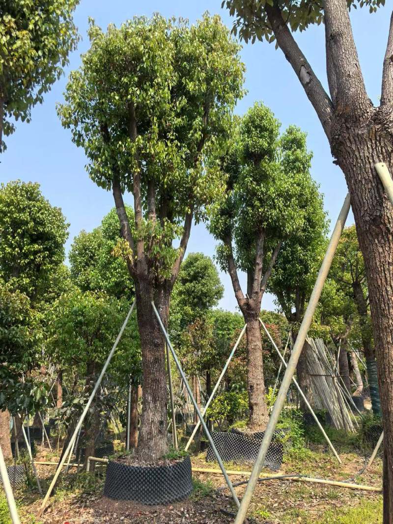 香樟骨架货15-35公分出售自家百亩香樟基地