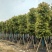 香樟骨架货15-35公分出售自家百亩香樟基地