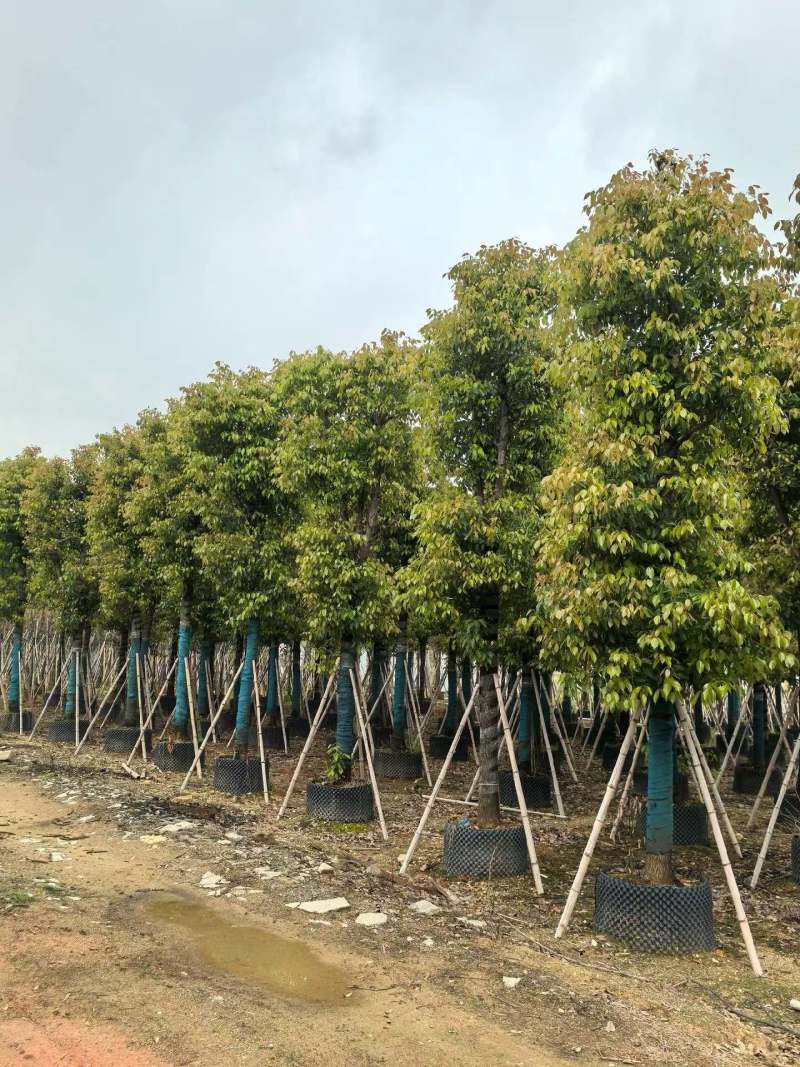 香樟骨架货15-35公分出售自家百亩香樟基地