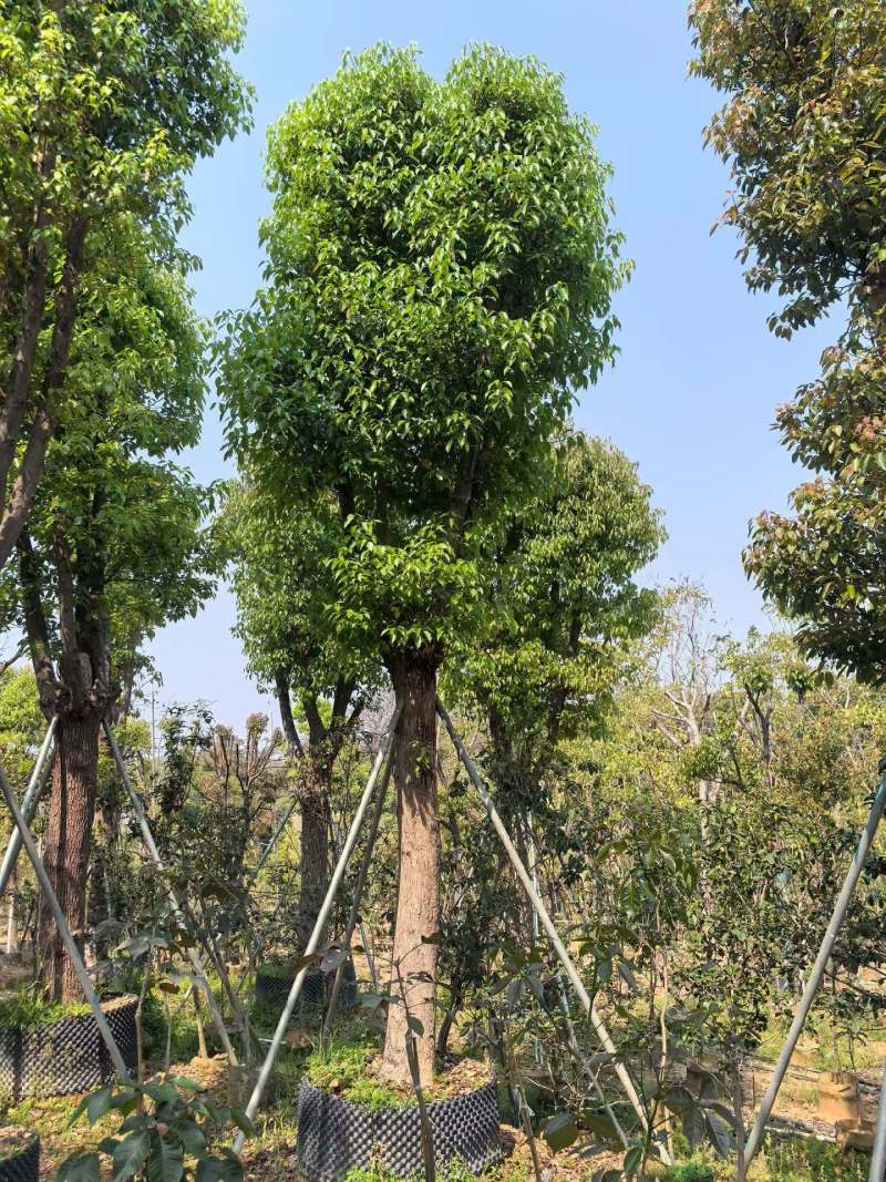 香樟骨架货15-35公分出售自家百亩香樟基地