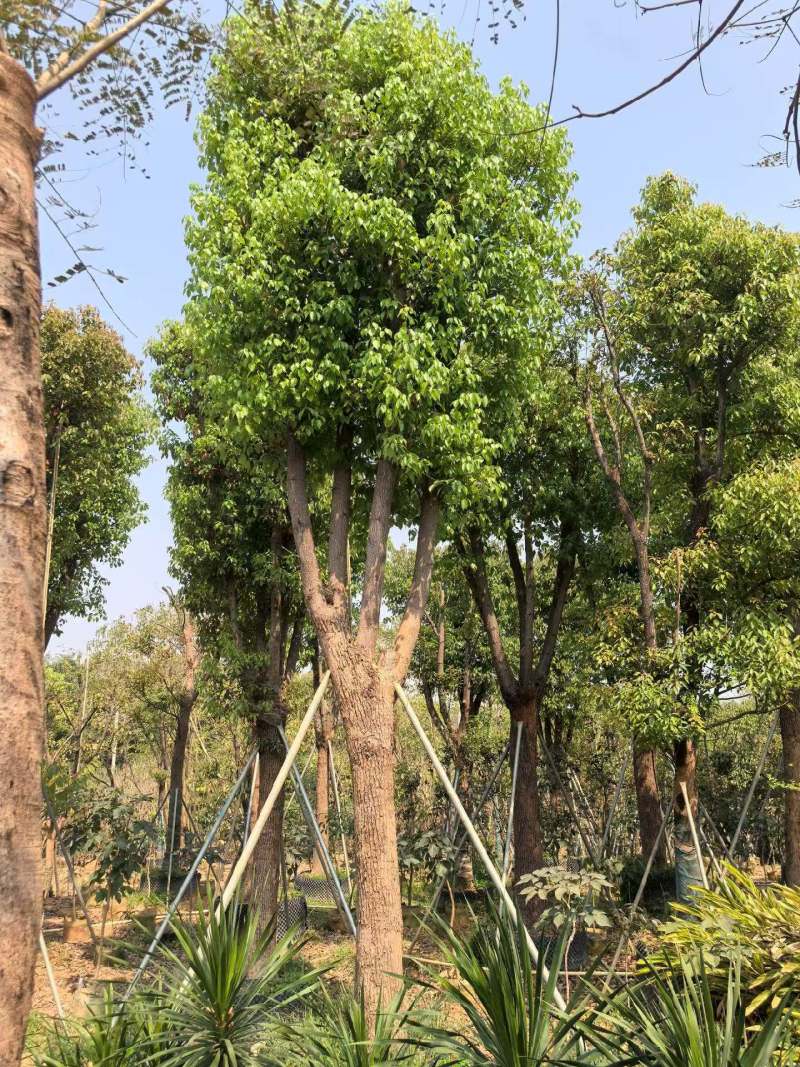香樟骨架货15-35公分出售自家百亩香樟基地