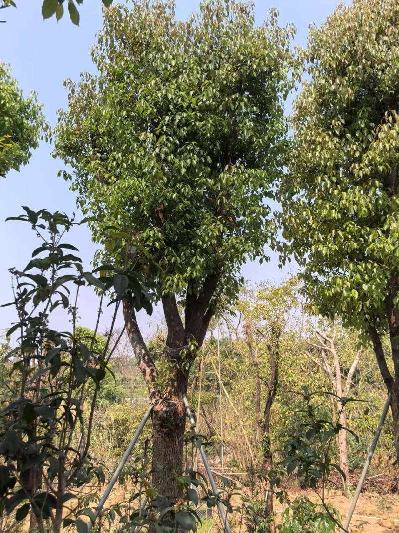 香樟骨架货15-35公分出售自家百亩香樟基地