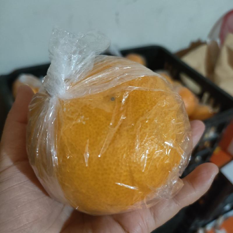 阳光一号桔柚