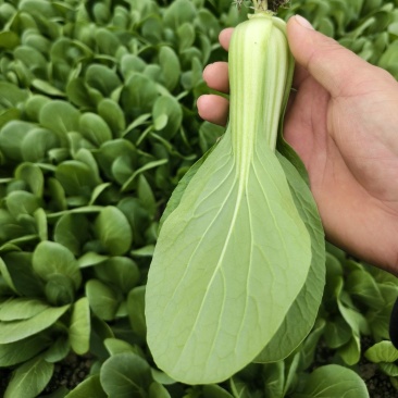 油菜快菜现摘现发对接全国市场基地直发