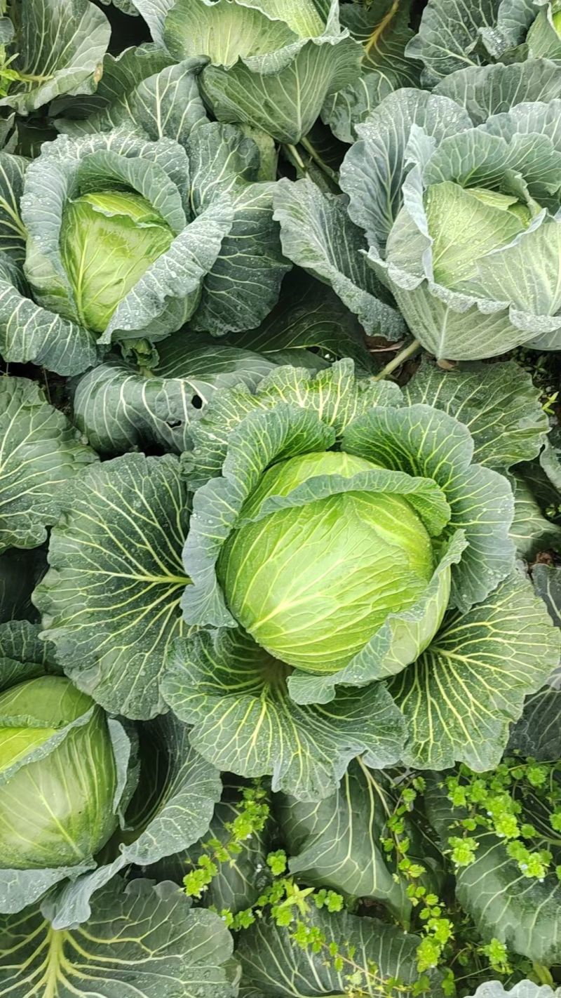 包菜王子