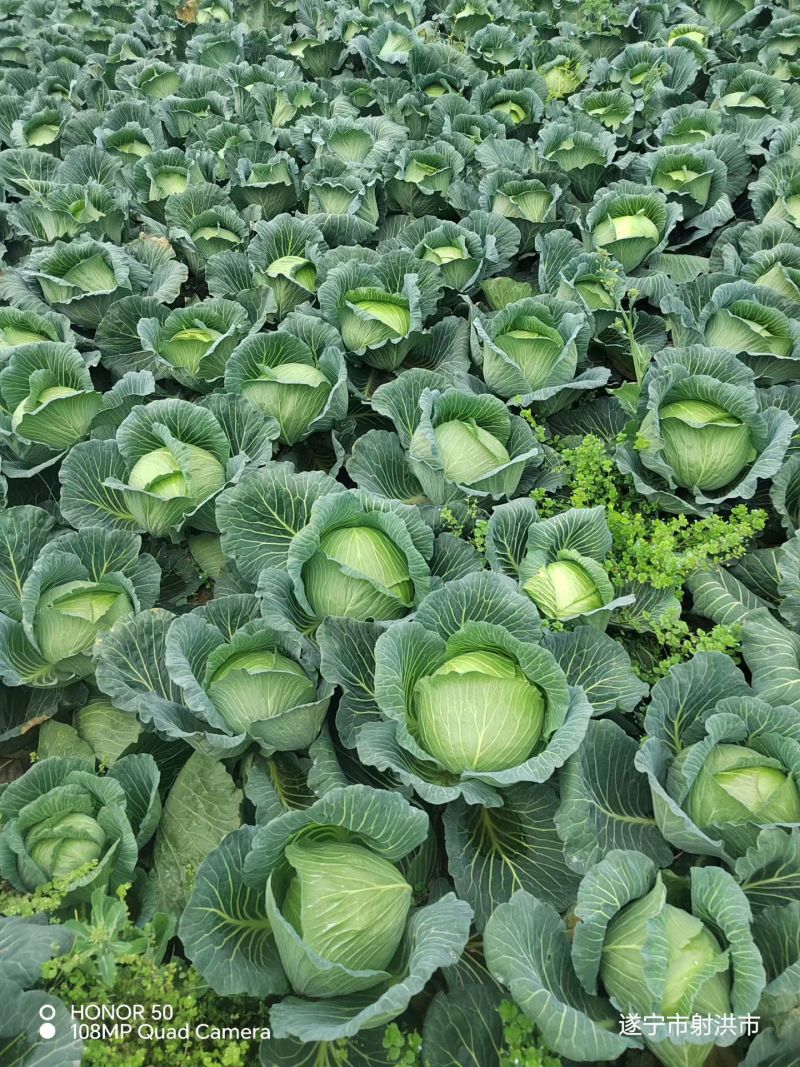包菜王子