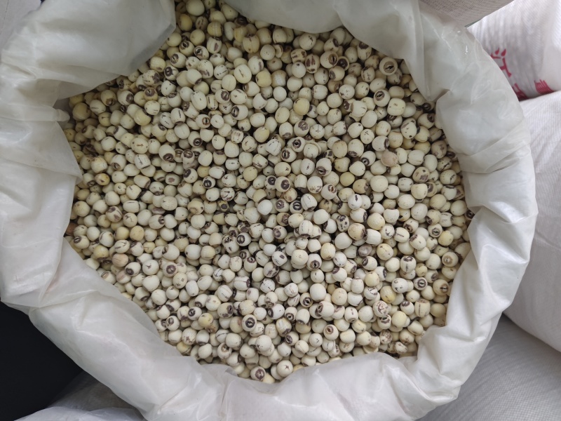 去芯带芯白莲子产地供应去芯带芯白莲子量大从优