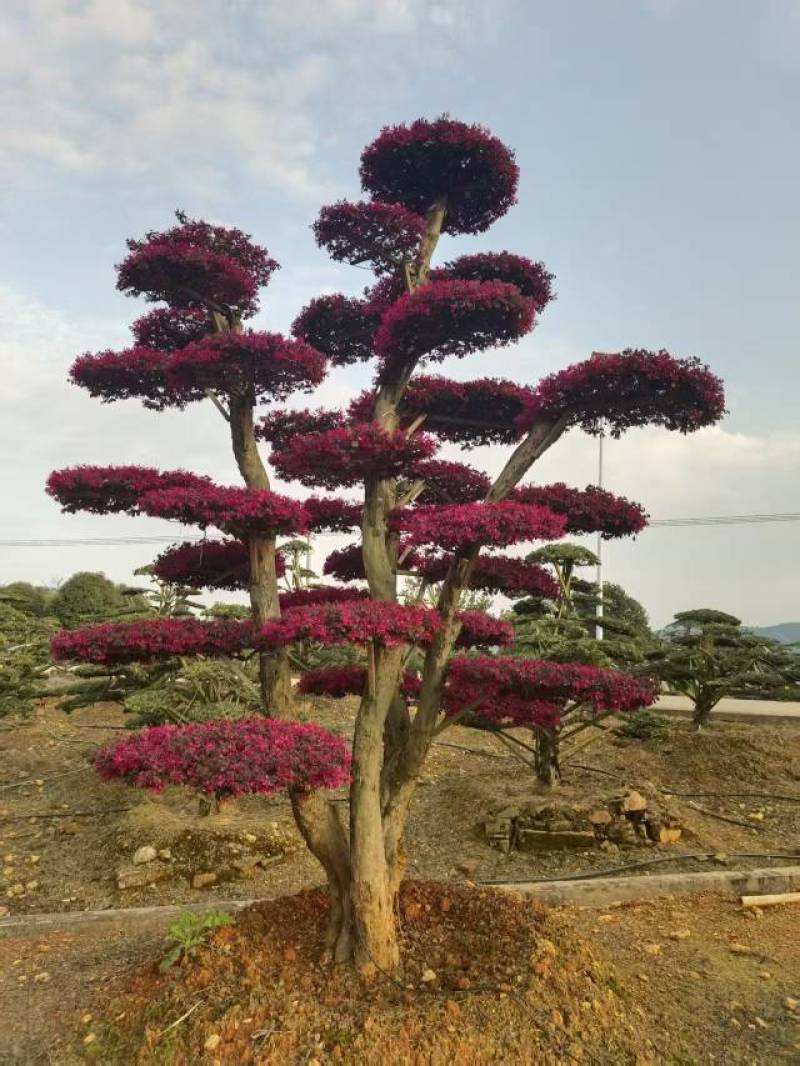 红继木桩