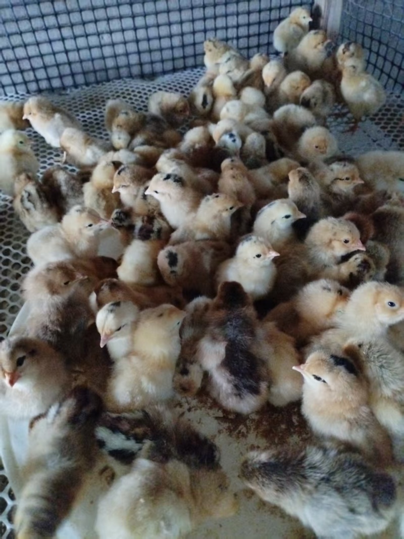 脱温鸡苗疫苗齐全大小都有，保质保量，量大价优，产地直发