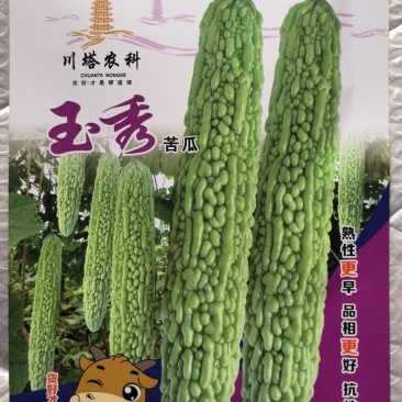 苦瓜种子玉秀早熟好品质绿白苦瓜杂交品种抗性强产量高