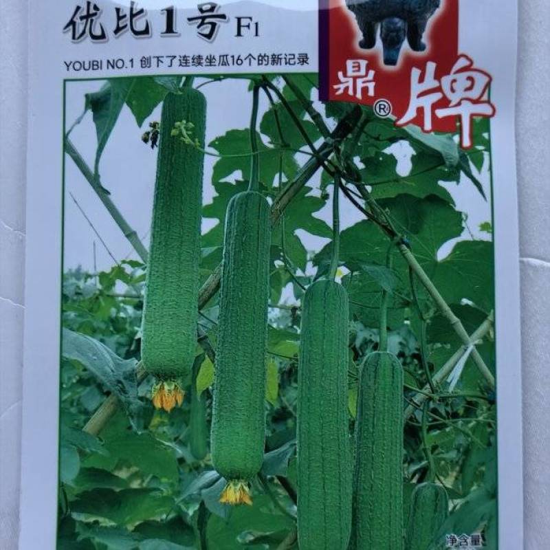 丝瓜种子优比1号成瓜率高连续采摘时间长瓜条顺直翠绿色
