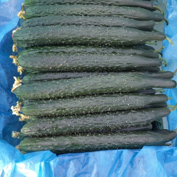 精品黄瓜