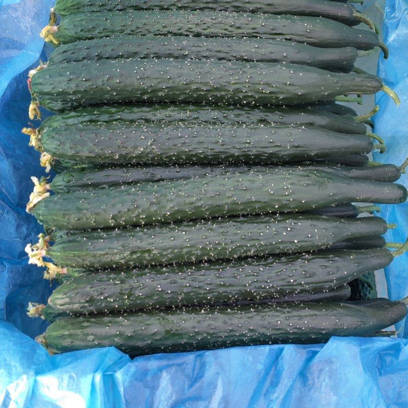 精品黄瓜