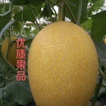 哈蜜瓜黄网小蜜25货量大，品质好一手货源产地直发