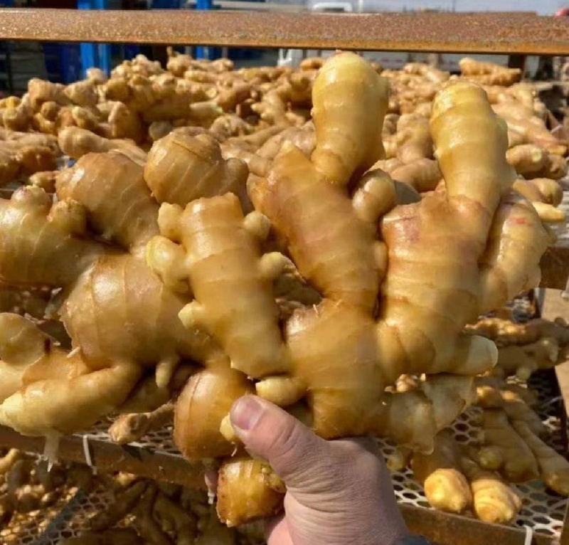 大量上市大黄姜货量充足产地直发价格**优美