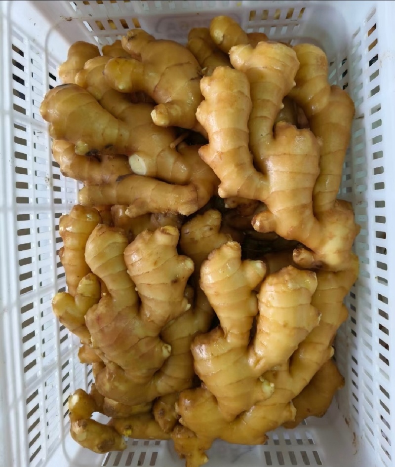 大量上市大黄姜货量充足产地直发价格**优美