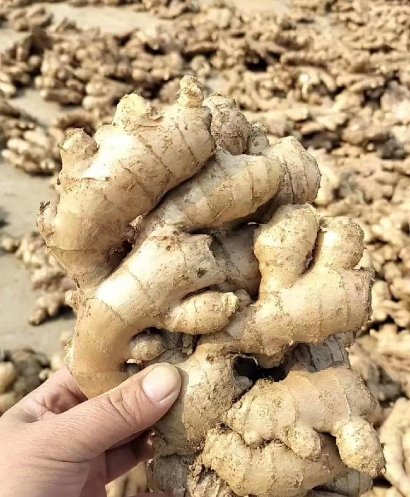 大量上市大黄姜货量充足产地直发价格**优美