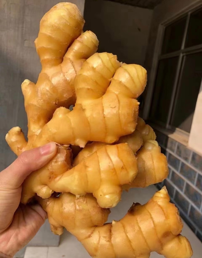 大量上市大黄姜货量充足产地直发价格**优美