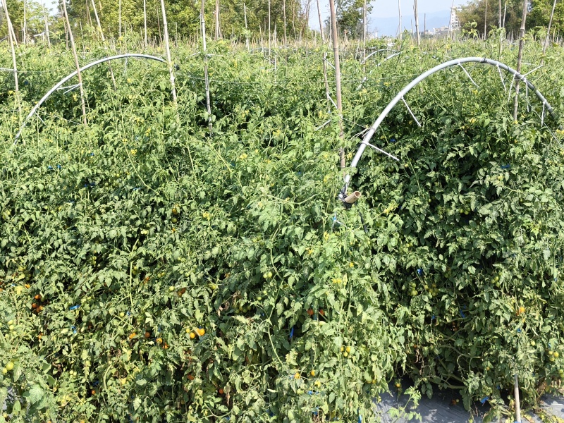 广东电白千禧圣女果青甜二号青口蜜小番茄基地直供