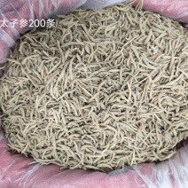 精品无硫太子参新干度净度颜色好量大从优