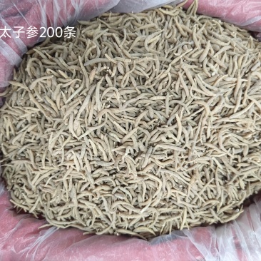 精品无硫太子参新干度净度颜色好量大从优