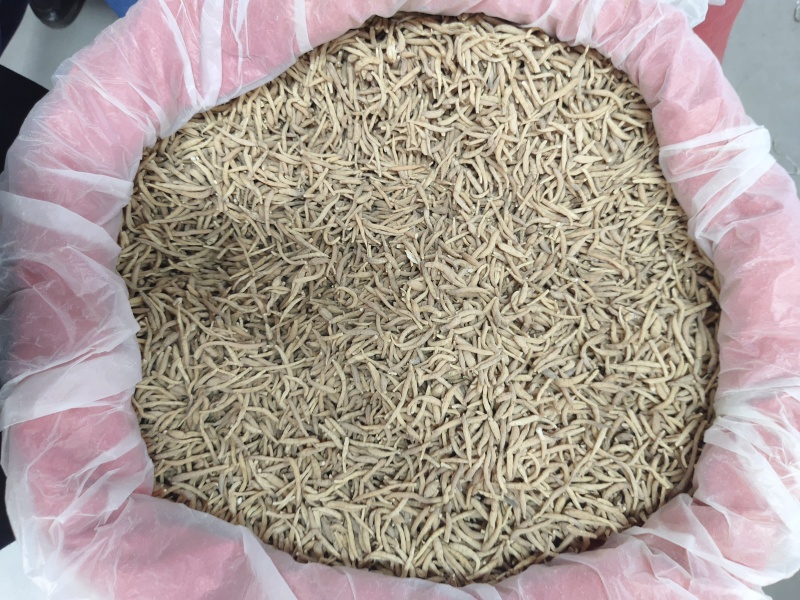 精品无硫太子参新干度净度颜色好量大从优
