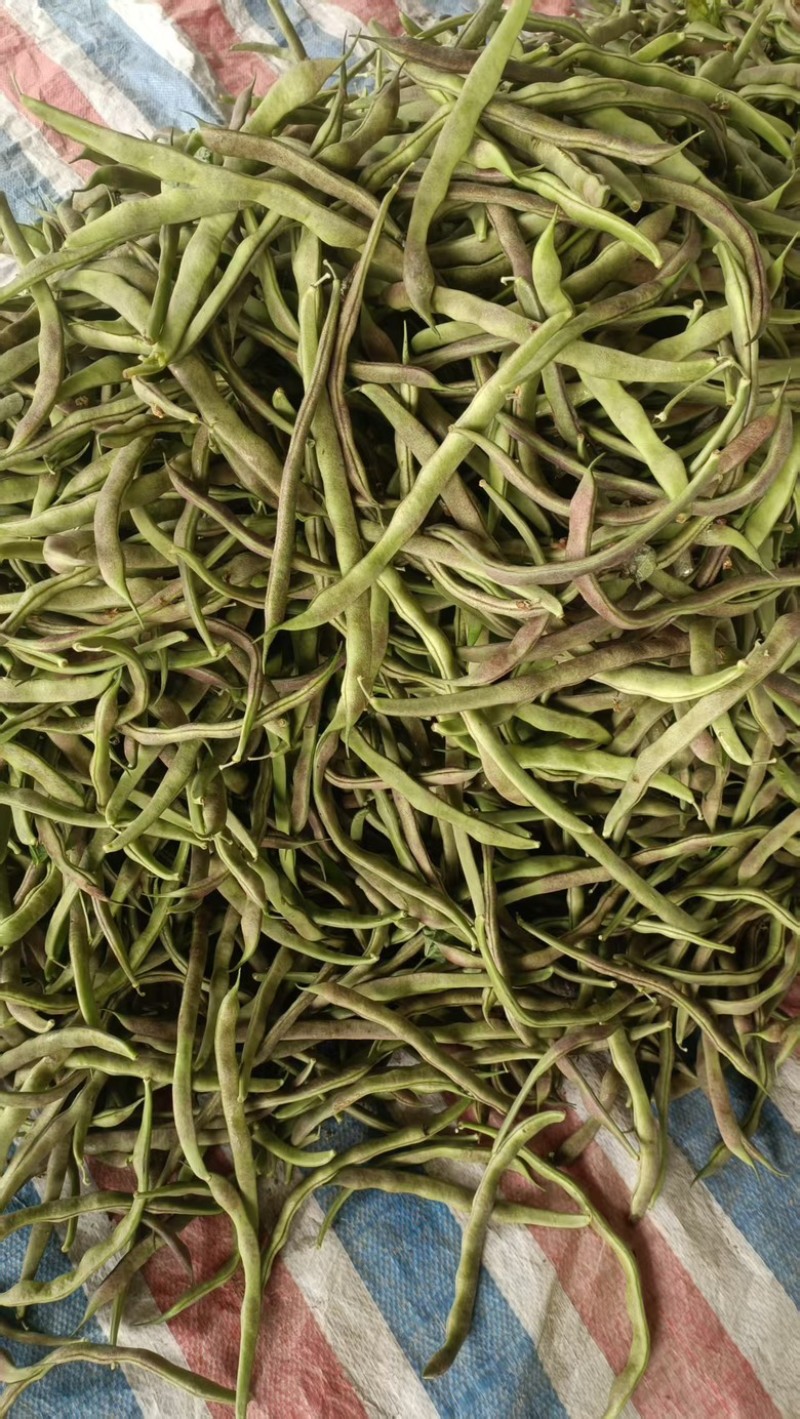 精品红豆，基地大棚种植，产地直发品质有保障