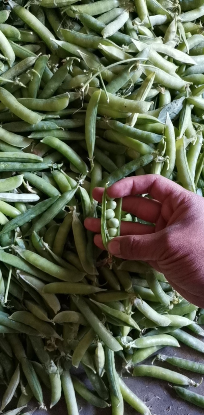 湖北青豌豆荚，新鲜上市，颗粒饱满，色泽清新，全国发货